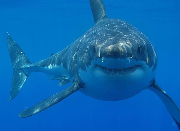 640px-great_white_shark_south_africa1