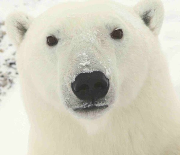 698px-polar_bear_0319_-_23-11-061