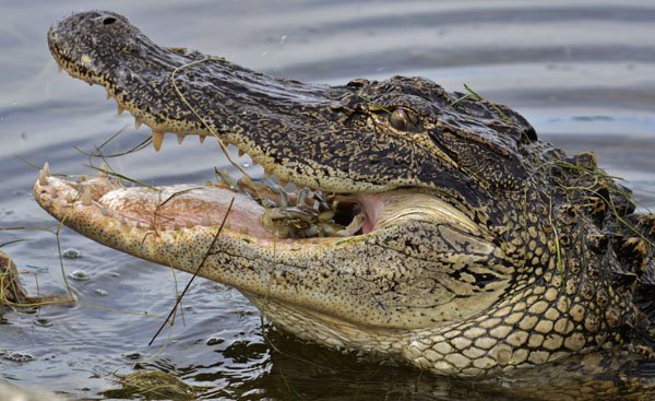 american_alligator_eating_crab1