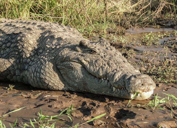 crocodylus_niloticus_in_lake_chamo_021