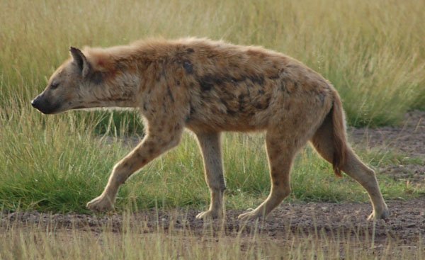 crocuta_crocuta_amboseli_np_cropped1