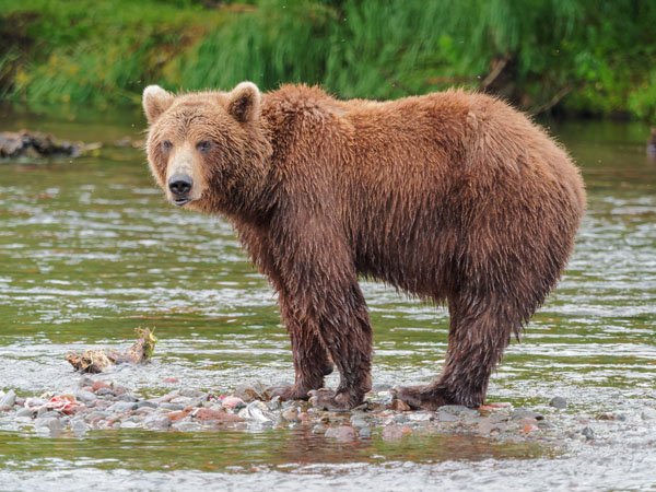 kamchatka_brown_bear_near_dvuhyurtochnoe_on_2015-07-231