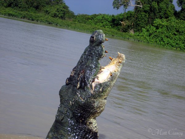 saltwater_crocodile_crocodylus_porosus_88518461801