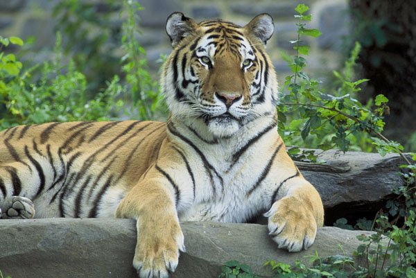 siberian-tiger-resting-601951_960_7201