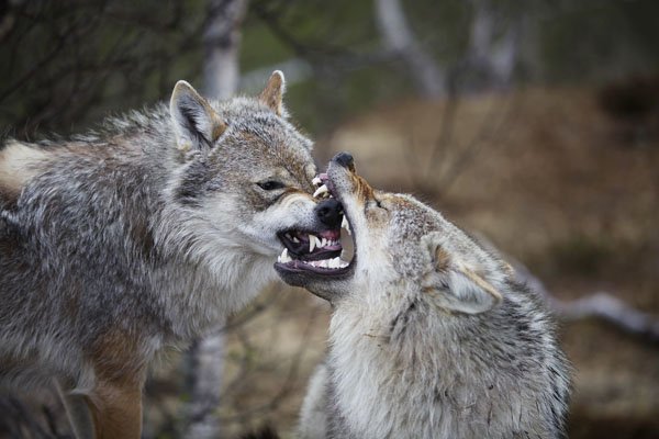 the-strongest-bites-in-the-animal-kingdom-photos-61