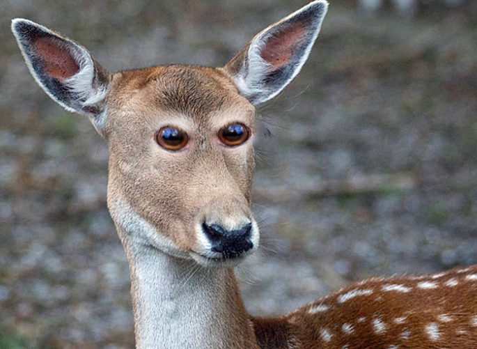 funny-animals-with-front-eyes-15-57da61d734a44__700-685x5011