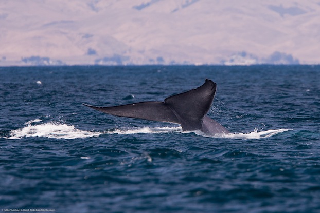 Blue Whale Balaenoptera musculus 29 July 2010 - It is somewhat rare to see the tail fluke of a Blue Whale upon diving. Whale Watching on the Dos Osos Sub Sea Tours 34' boat http://www.subseatours.com/ 805-772-WIND, 29 July 2010, Morro Bay, CA. Blog: http://whalewatchingsst.blogspot.com/2010/07/rouvaishyanas-log.html Crew: Owner & Captain Kevin Winfield; first-mate Ryan. We saw about four Blue Whales and Dozens of Humpbacks, some very close to the boat. Photo by "Mike" Michael L. Baird, mike {at] mikebaird d o t com, flickr.bairdphotos.com, Canon 1D Mark III, Canon 300mm f/2.8 with with Canon EF 1.4X II Extender Telephoto Accessory, Circular Polarizer, handheld, RAW. To use this photo, see access, attribution, and commenting recommendations at http://www.flickr.com/people/mikebaird/#credit - Please add comments/notes/tags to add to or correct information, identification, etc. Please, no comments or invites with badges, images, multiple invites, award levels, flashing icons, or award/post rules. Critique invited. Keywords: subseatours,morro bay,whale,whales,whale watching,ocean, whale, 29july2010, Blue Whale,Balaenoptera musculus