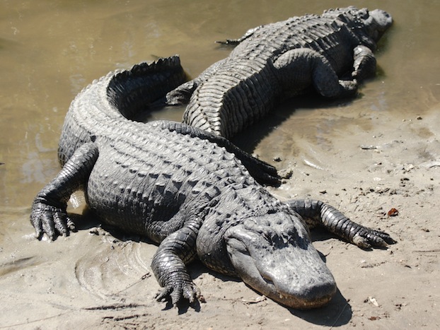 two_american_alligators1